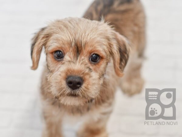 Shorkie DOG Male BRN 34467 Petland Novi, Michigan