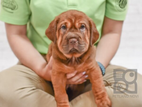 Mini Hippo-DOG-Female-BRN-34468-Petland Novi, Michigan