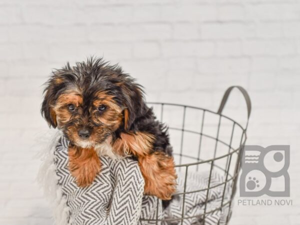 Yorkie Cavachon-DOG-Male-BLACK TAN-34469-Petland Novi, Michigan