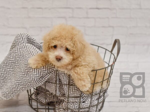 Miniature Poodle DOG Male APRICOT 34472 Petland Novi, Michigan