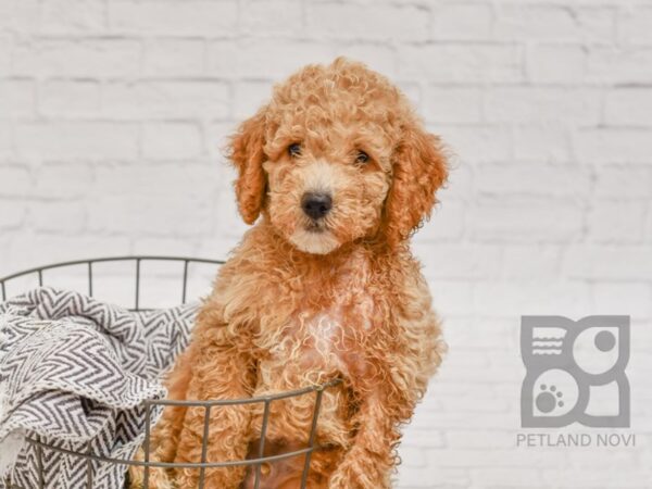 Cockadoodle-DOG-Male-RED-34473-Petland Novi, Michigan