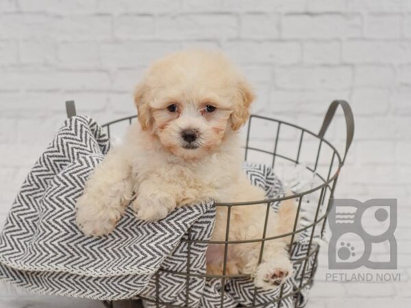 Shih Poo-DOG-Male-CREAM-34475-Petland Novi, Michigan