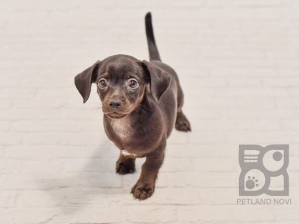 Chiweenie DOG Male BLK 34476 Petland Novi, Michigan