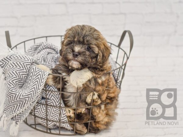 Hava Tzu-DOG-Male-GRAY-34477-Petland Novi, Michigan