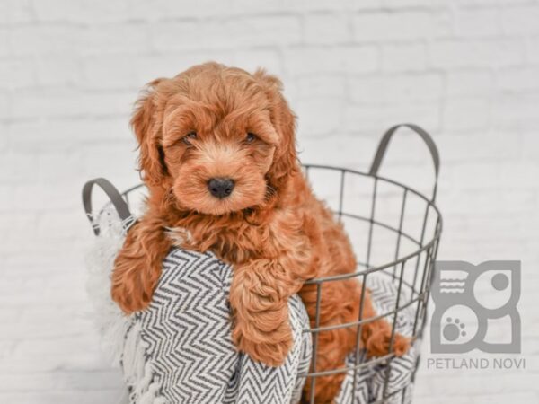 Mini Goldendoodle-DOG-Male-Red-34478-Petland Novi, Michigan