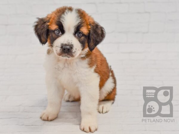 Saint Bernard DOG Male Sable & White 34479 Petland Novi, Michigan