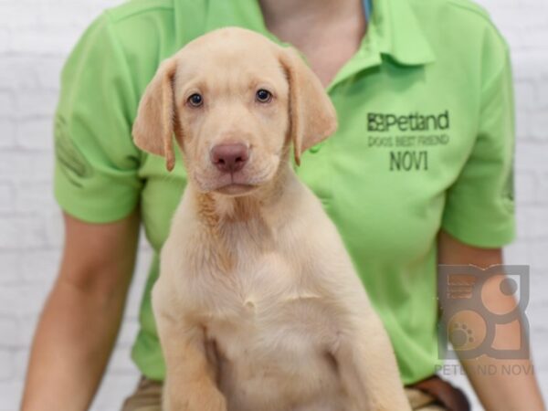 Labrador Retriever DOG Male Yellow 34480 Petland Novi, Michigan