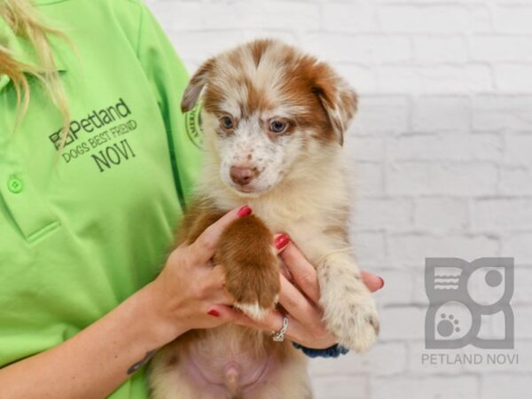 Pomsky-DOG-Male-Choc Merle & Wh-34481-Petland Novi, Michigan