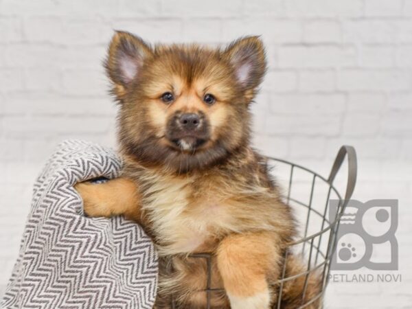 Pomsky DOG Male Brindle & WH 34482 Petland Novi, Michigan