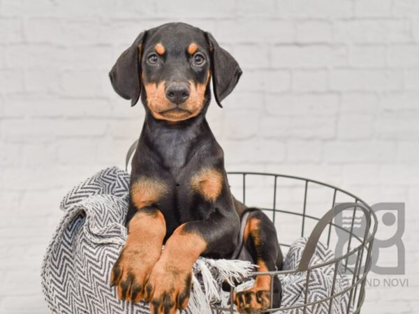 Doberman Pinscher DOG Male Black & Rust 34483 Petland Novi, Michigan