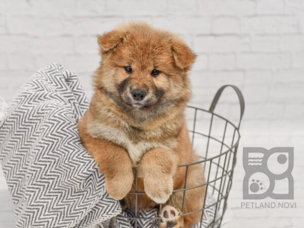 Shiba Inu-DOG-Male-Sesame-34484-Petland Novi, Michigan