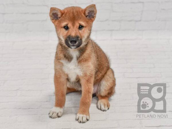 Shiba Inu-DOG-Female-Sesame-34485-Petland Novi, Michigan