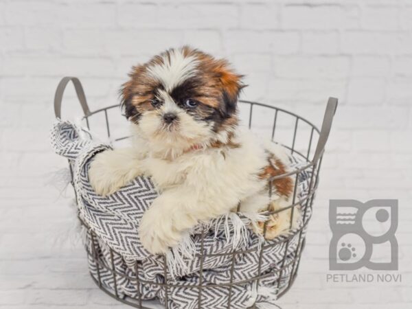 Shih Tzu-DOG-Female-Gold & White-34486-Petland Novi, Michigan