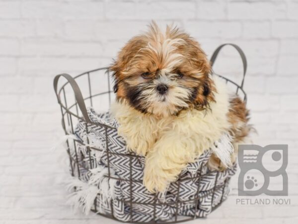 Shih Tzu DOG Male Gold & White 34487 Petland Novi, Michigan