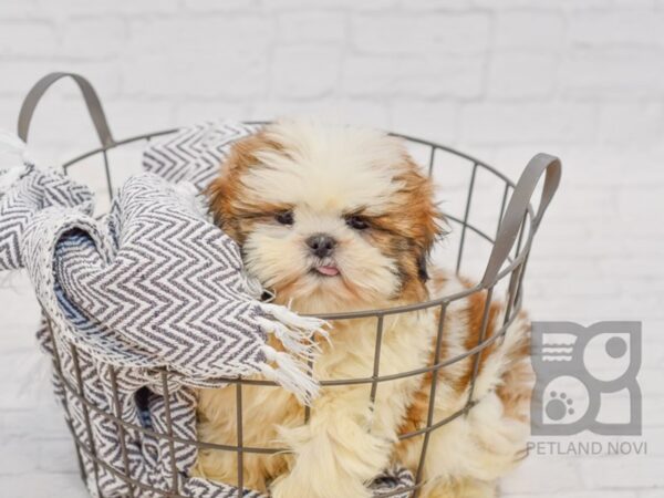 Shih Tzu-DOG-Male-Gold & White-34488-Petland Novi, Michigan