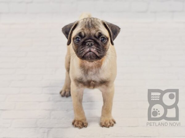 Pug-DOG-Male-Fawn-34489-Petland Novi, Michigan