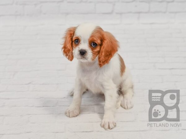 Cavalier King Charles Spaniel-DOG-Female-Blenheim-34490-Petland Novi, Michigan