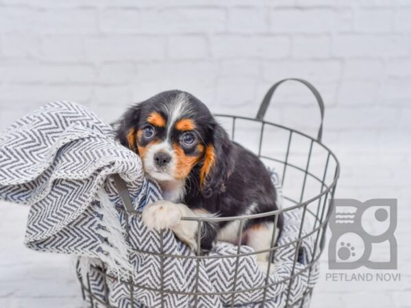 Cavalier King Charles Spaniel-DOG-Male-Tri-34491-Petland Novi, Michigan