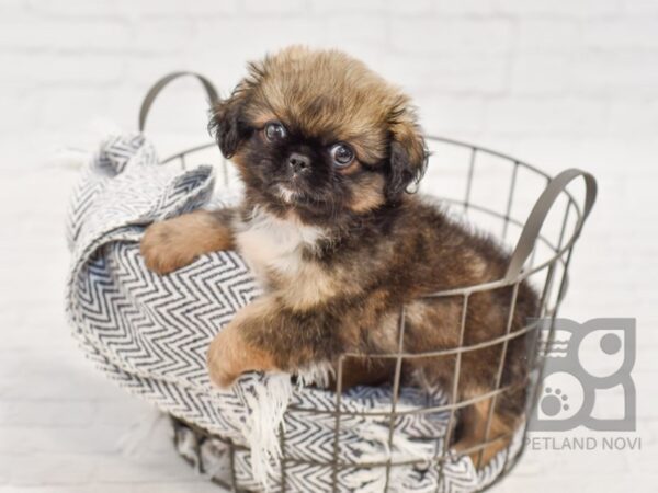 Pekingese DOG Male Dark Sable 34492 Petland Novi, Michigan