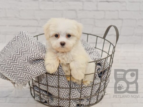 Maltese DOG Male White 34493 Petland Novi, Michigan