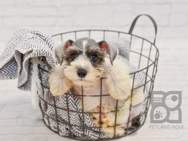 Miniature Schnauzer DOG Male Parti 34494 Petland Novi, Michigan