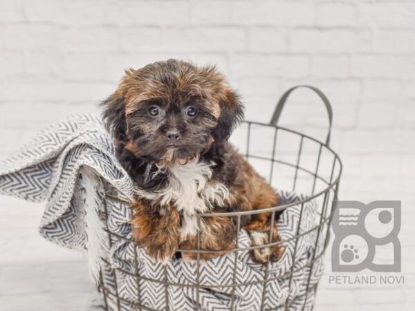 Shih Poo-DOG-Female-Brown-34495-Petland Novi, Michigan