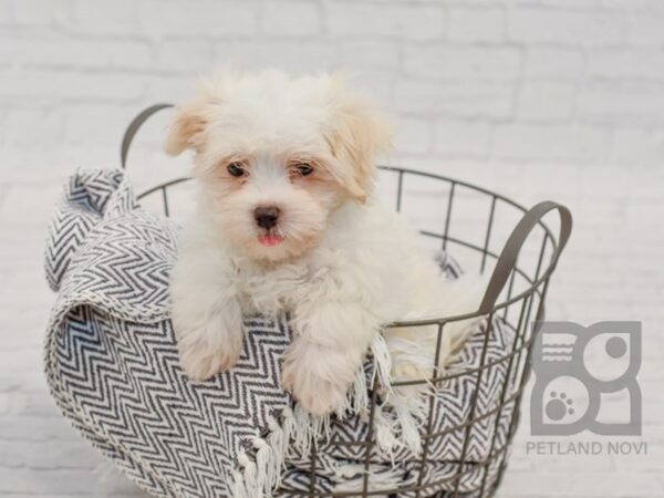 Shih Malt DOG Female White 34496 Petland Novi, Michigan