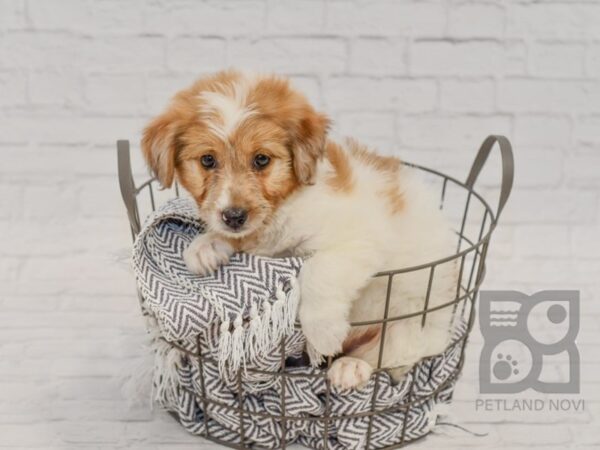 Rat Poo Mix-DOG-Male-Brown-34497-Petland Novi, Michigan