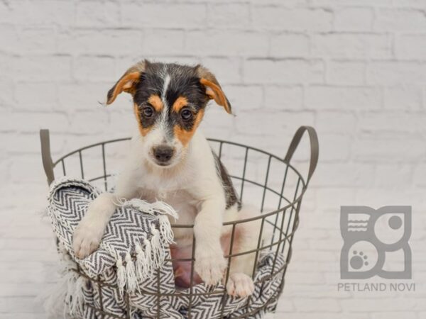 Rat Poo Mix-DOG-Male-Tri-34498-Petland Novi, Michigan