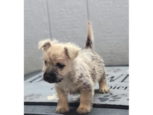 Cairn Terrier-DOG-Male-Wheaten-34500-Petland Novi, Michigan