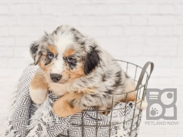 Mini Aussie-DOG-Male-blue merle-34509-Petland Novi, Michigan