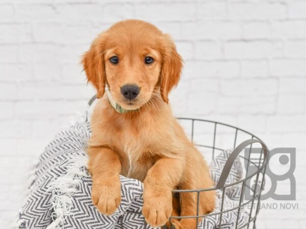 Golden Retriever-DOG-Male-Golden-34503-Petland Novi, Michigan