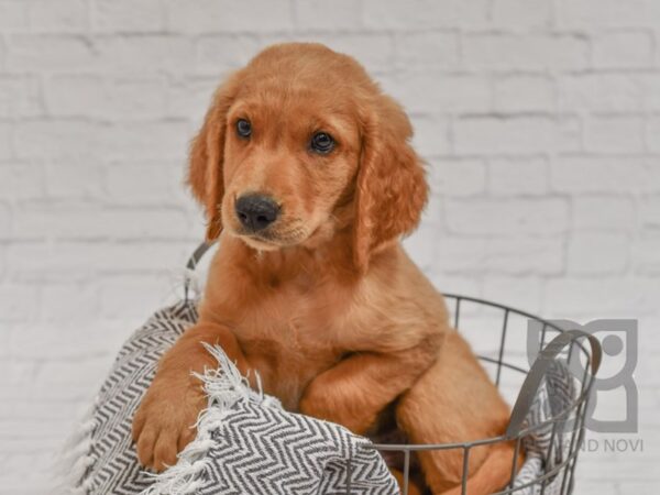 Golden Retriever-DOG-Male-Golden-34504-Petland Novi, Michigan