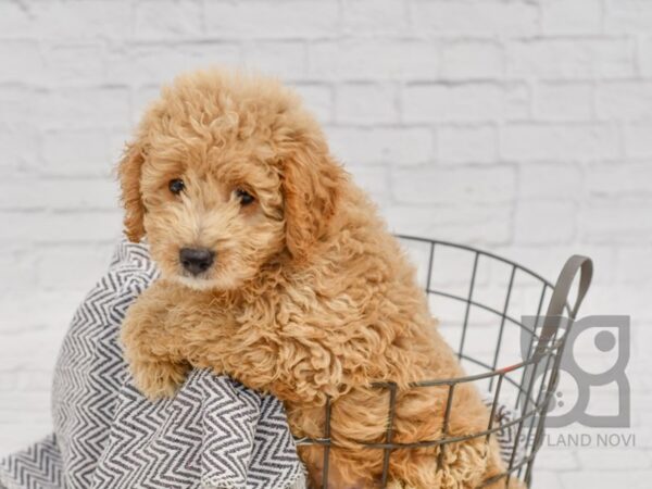 Mini Goldendoodle-DOG-Male-Apricot-34505-Petland Novi, Michigan