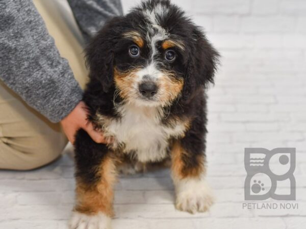 Mini Bernedoodle DOG Male Tri 34506 Petland Novi, Michigan