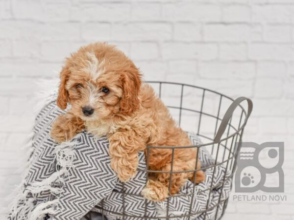 Cavapoo-DOG-Male-Red-34508-Petland Novi, Michigan