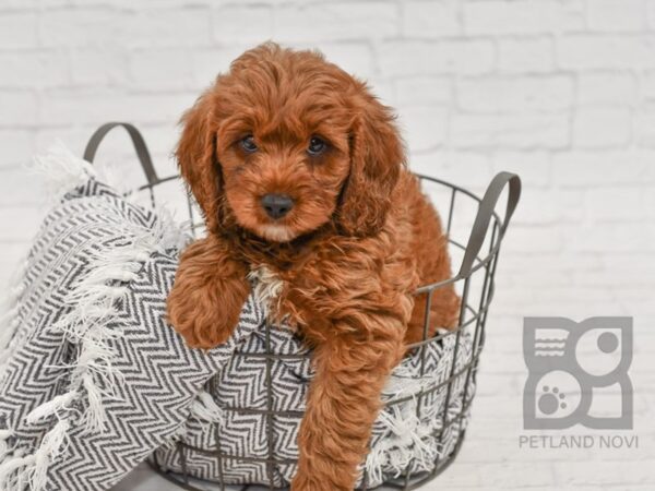 Cavapoo-DOG-Male-RED-34510-Petland Novi, Michigan