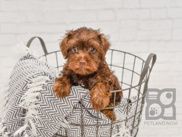 Yorkiepoo-DOG-Male-CHOC-34511-Petland Novi, Michigan