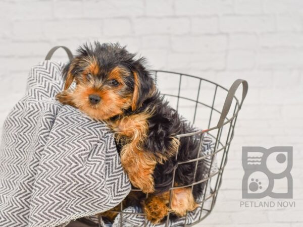 Yorkshire Terrier-DOG-Male-BLK TAN-34512-Petland Novi, Michigan