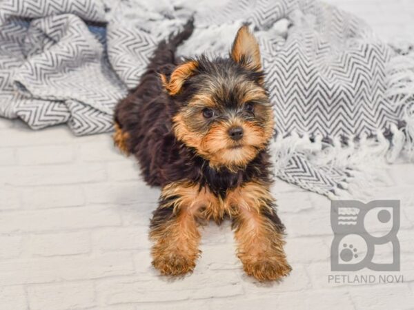 Morkie DOG Female BLK TAN 34513 Petland Novi, Michigan