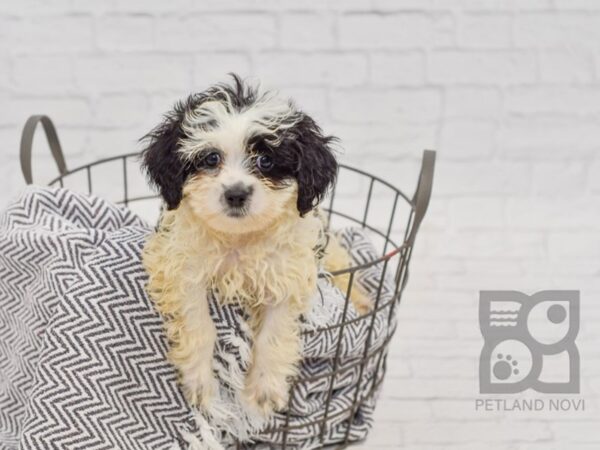 Teddy Bear-DOG-Female-BLK WHITE-34515-Petland Novi, Michigan