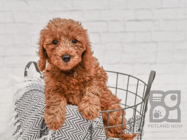 F2 MINI GOLDENDOODLE DOG Female Red 34516 Petland Novi, Michigan