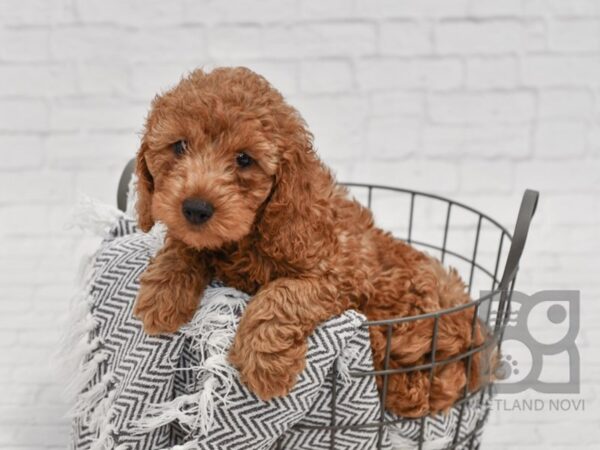 F2 MINI GOLDENDOODLE DOG Male Red 34517 Petland Novi, Michigan