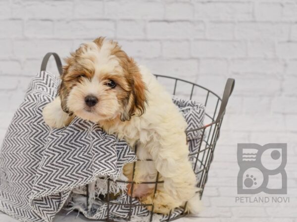 Lhasa Poo DOG Male Brown & White 34518 Petland Novi, Michigan