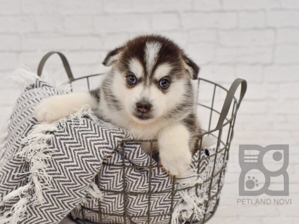 Pomsky DOG Male BLK WH 34519 Petland Novi, Michigan