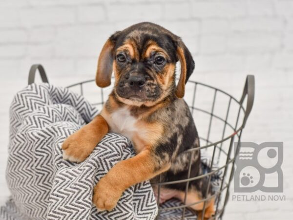 Pug/Beagle DOG Male Blue Merle 34501 Petland Novi, Michigan