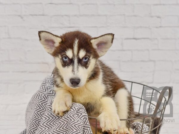 Siberian Husky DOG Female Black / White 34499 Petland Novi, Michigan