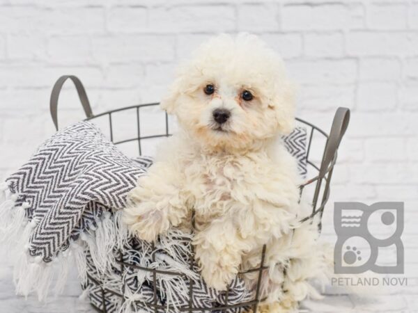 Bichon Frise DOG Male White 34520 Petland Novi, Michigan