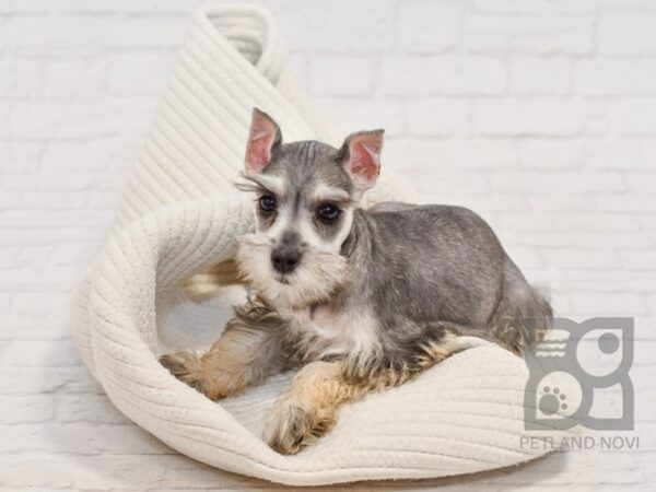 Miniature Schnauzer-DOG-Female-Salt / Pepper-34521-Petland Novi, Michigan