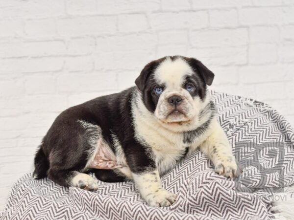 Pug/Ori Pei-DOG-Male-Black / White-34523-Petland Novi, Michigan